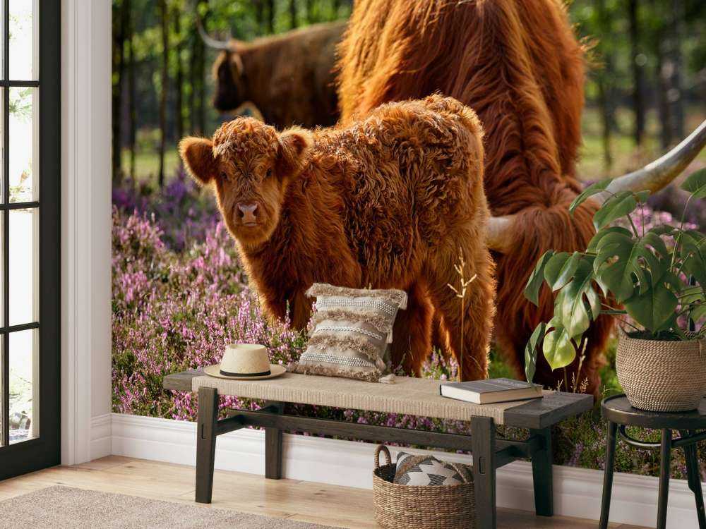 Rodzina szkockich wyżynnów