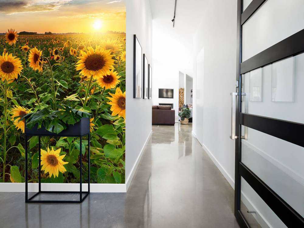 Piękne pole słoneczników