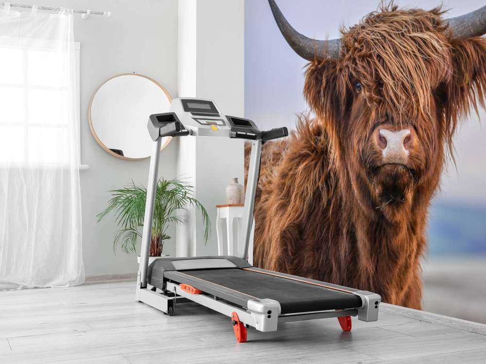 Szkocki wyżyn w roli głównej