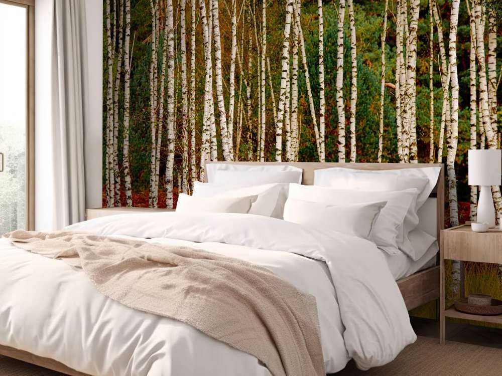 Brzozy na skraju lasu