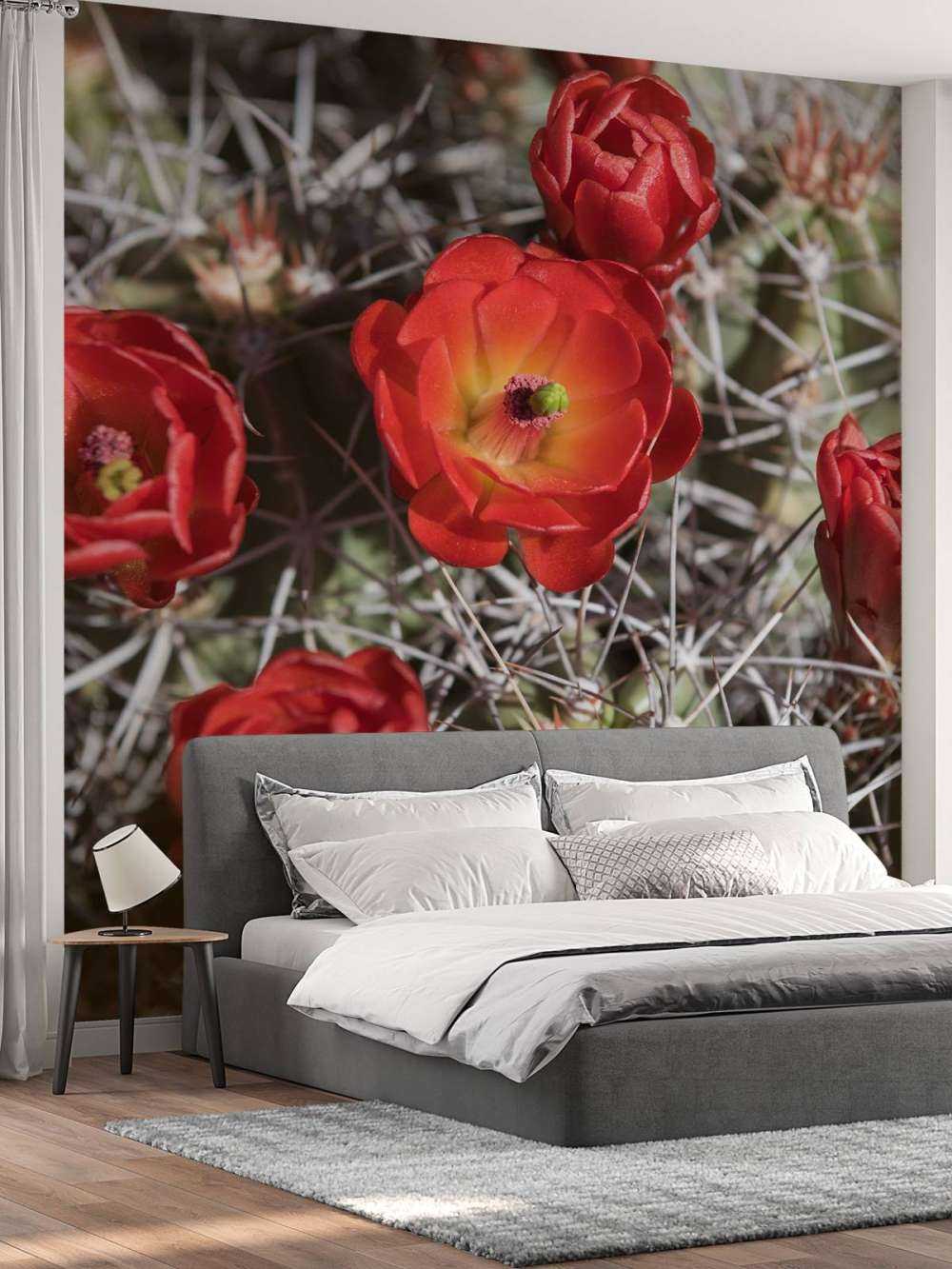 Czerwone kwiaty kaktusa