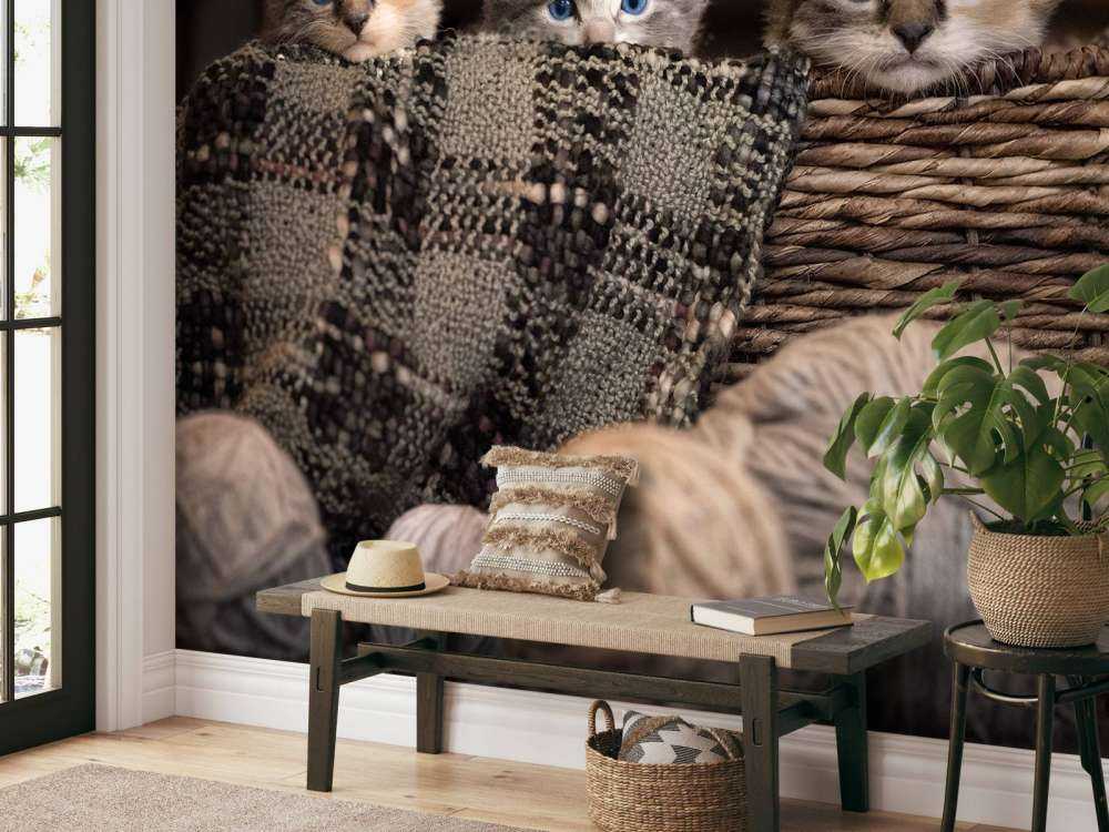 Trzy kocięta w koszyku