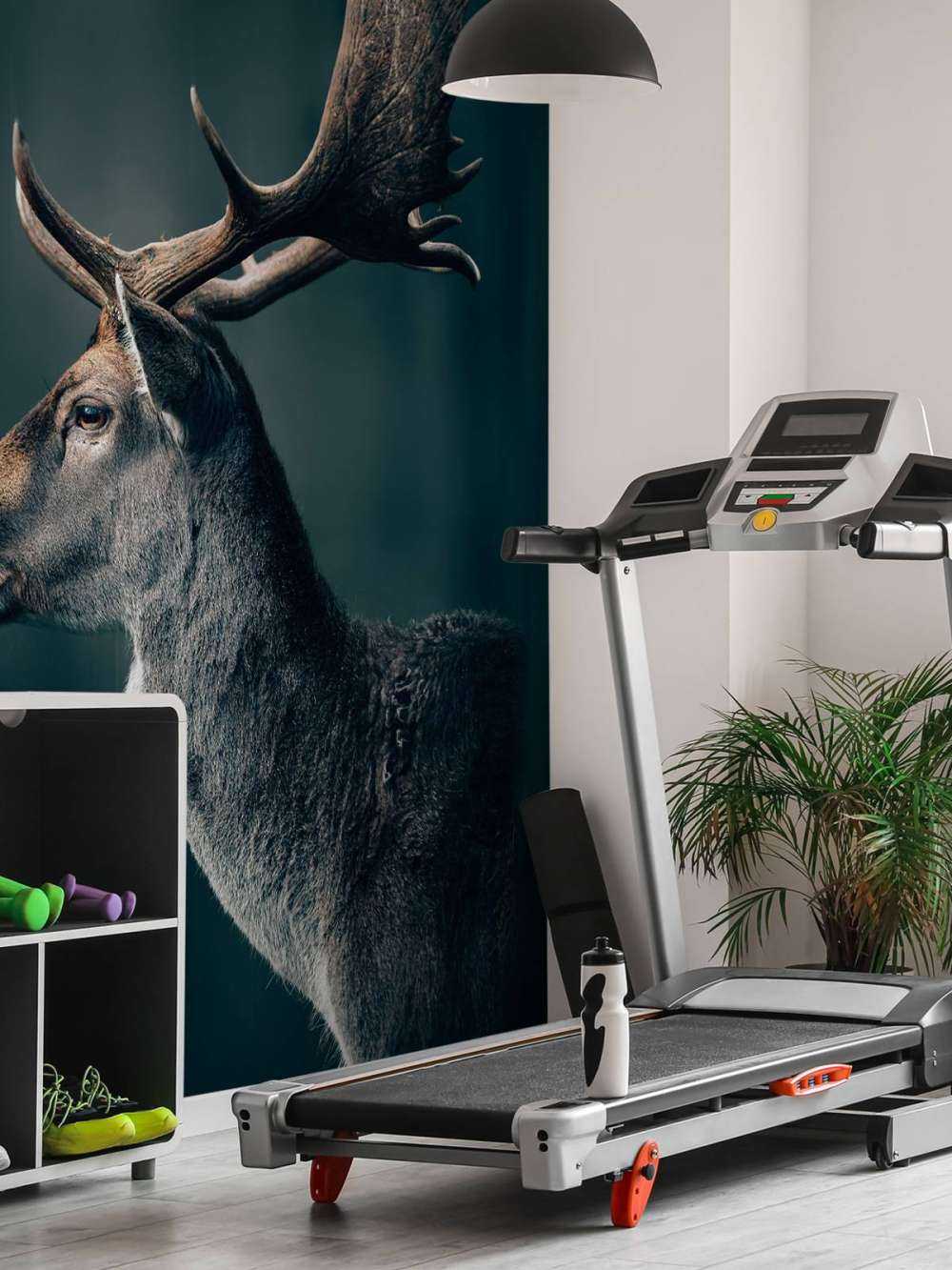 Jeleń daniel zbliżenie