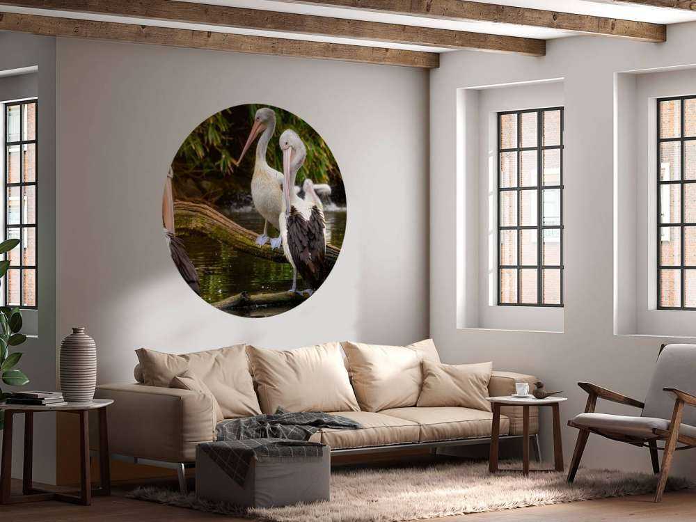 pelikany australijskie