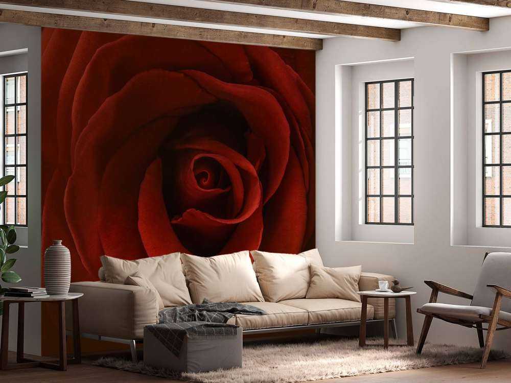 Zbliżenie na czerwoną róże