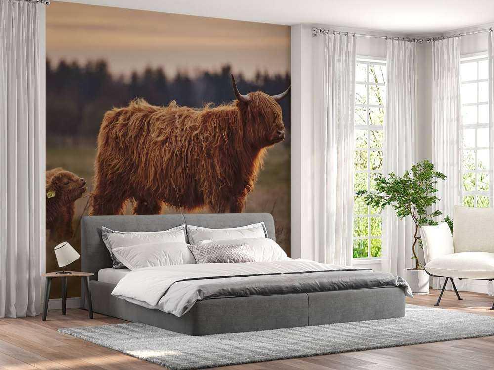 Szkockie wyżyny na łące