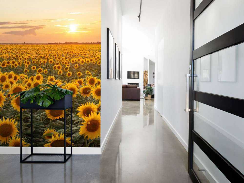 Pole słonecznika z zachodem słońca