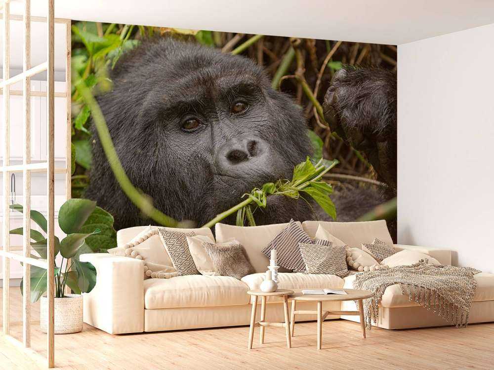 Goryl między gałęziami