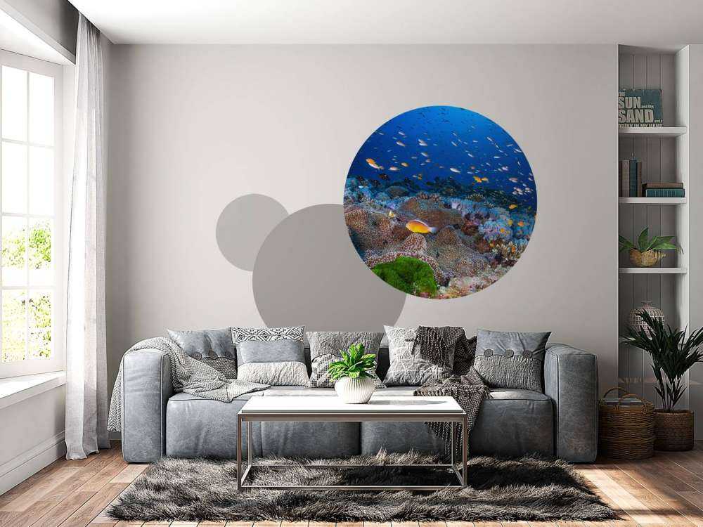 Anemon and Anthias