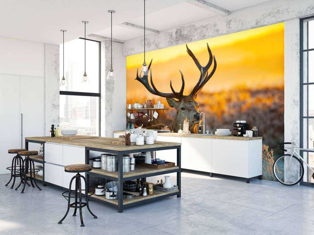 Jeleń w rezerwacie przyrody