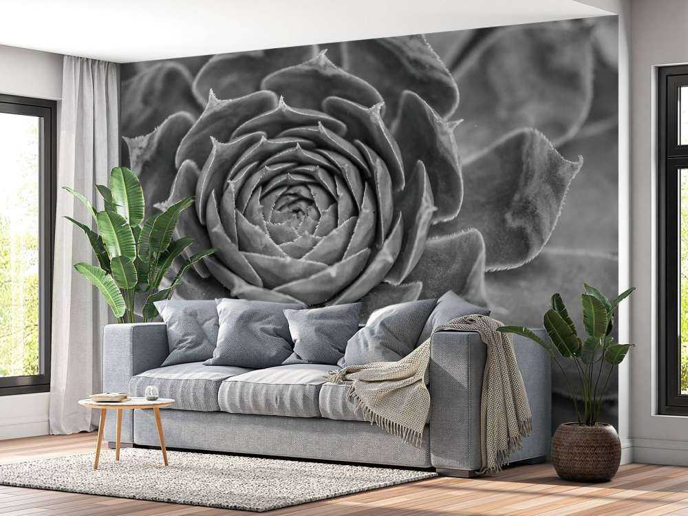 Sukulent w zbliżeniu