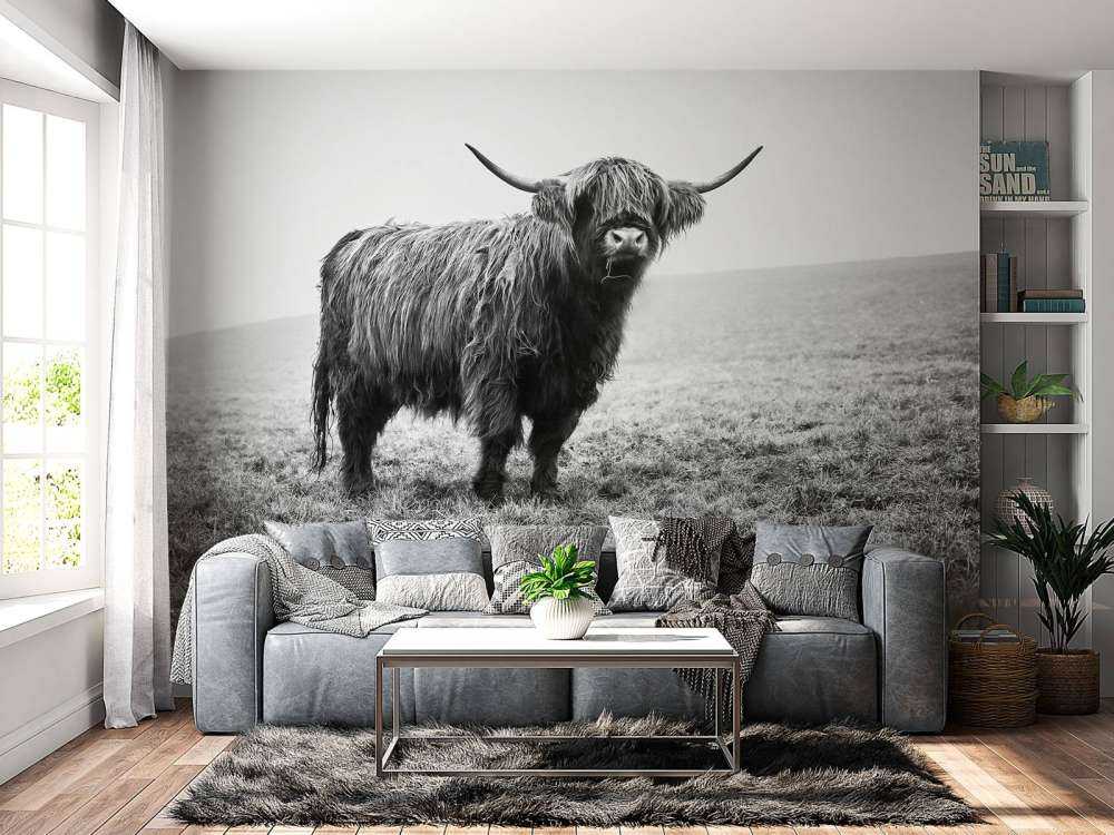 Szkocka rasa wyżynna w trawie