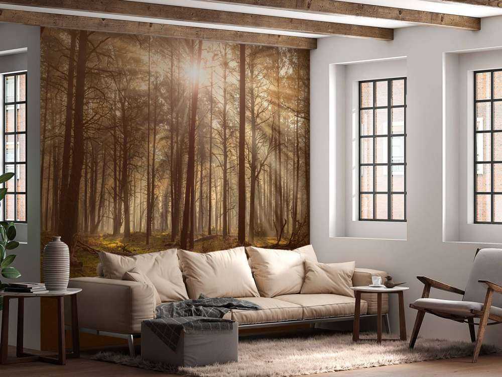 Las z wysokimi drzewami