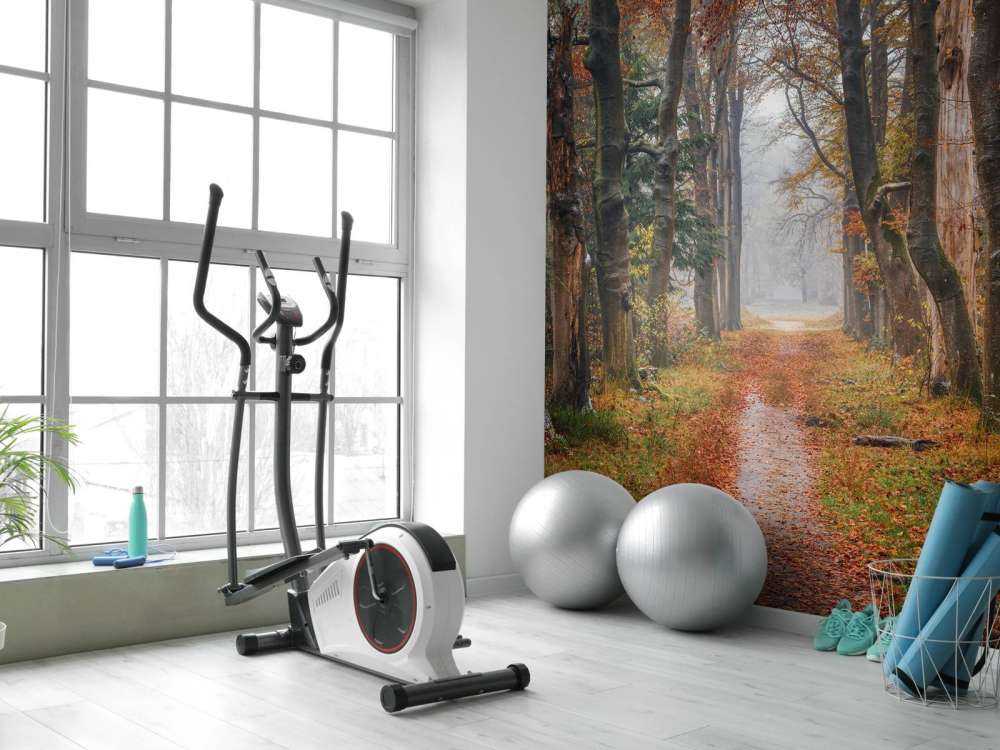 Leśna ścieżka ze starymi drzewami