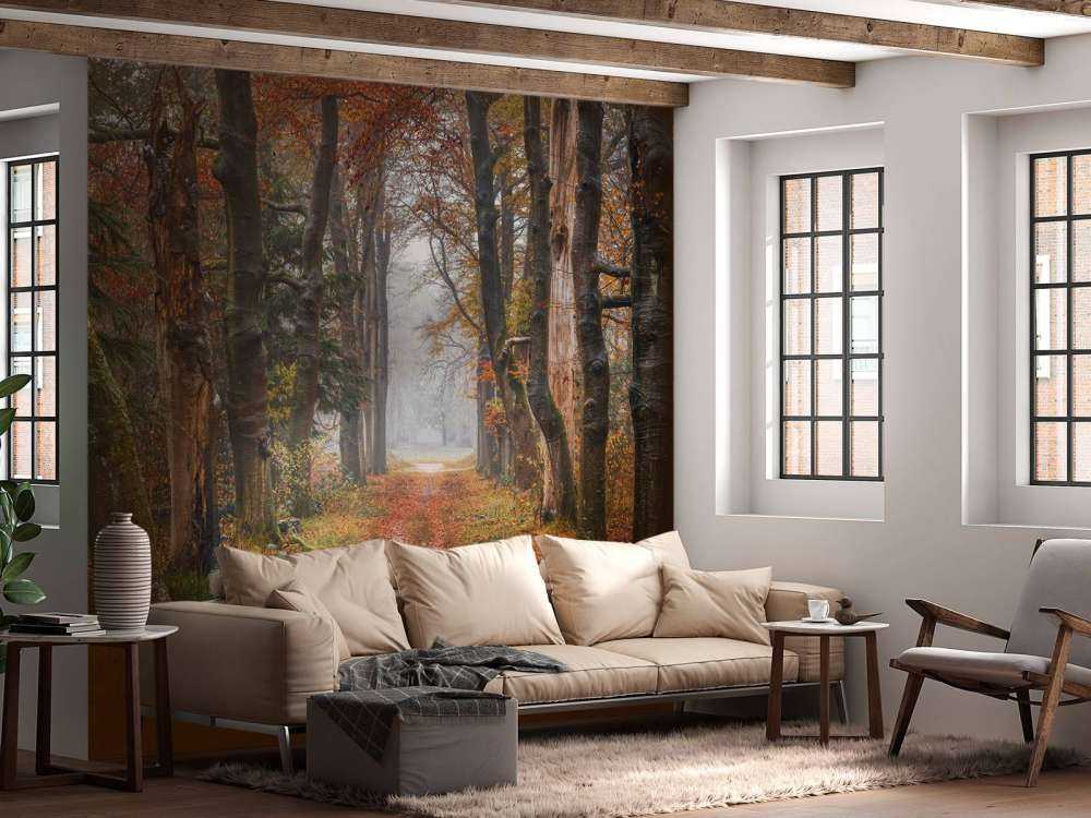 Leśna ścieżka ze starymi drzewami