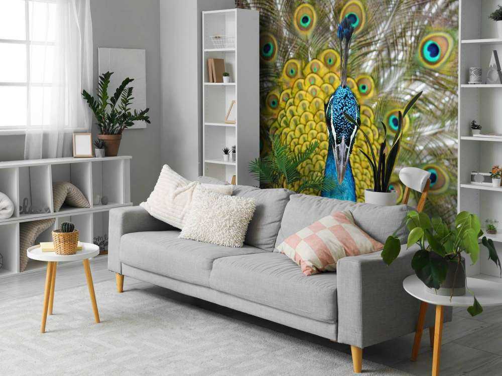 Widok z przodu pawia