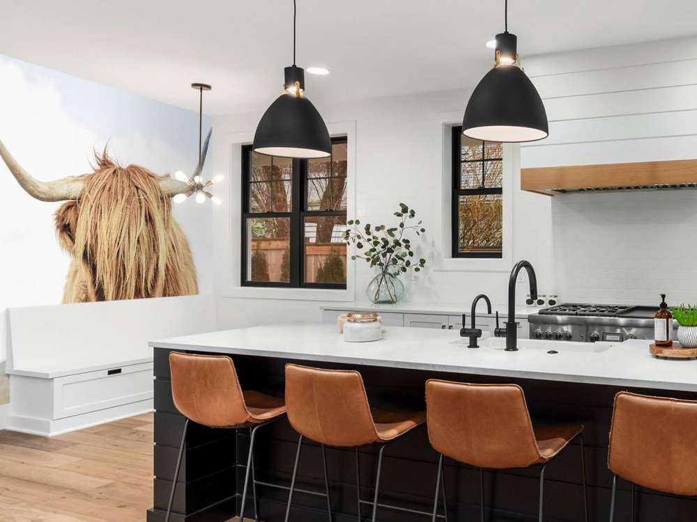 Zbliżenie na szkocką rasę wyżynna