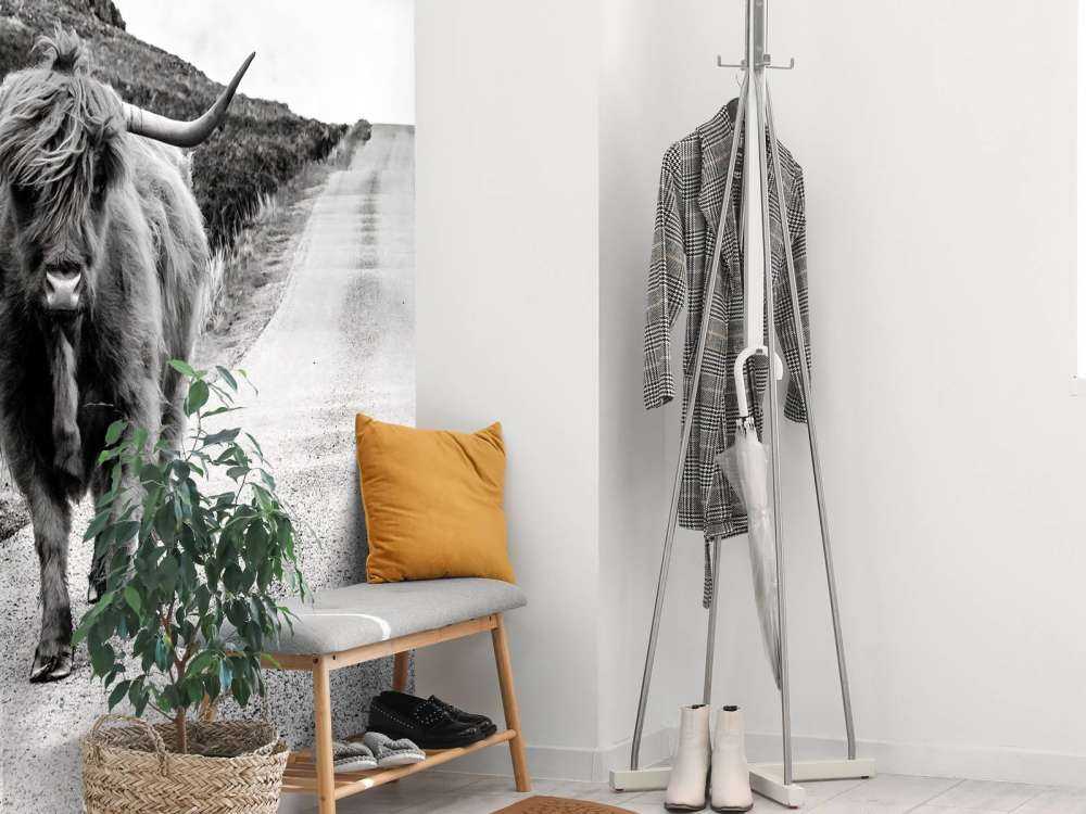 Szkocka rasa wyżynna na drodze