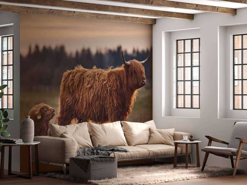 Szkockie wyżyny na łące