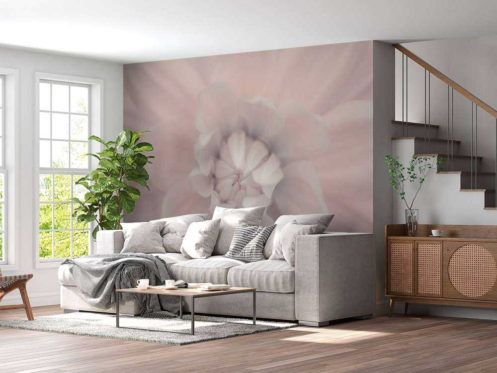 Różowy kwiat dalii