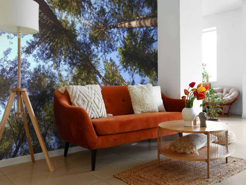 Wysokie drzewa iglaste