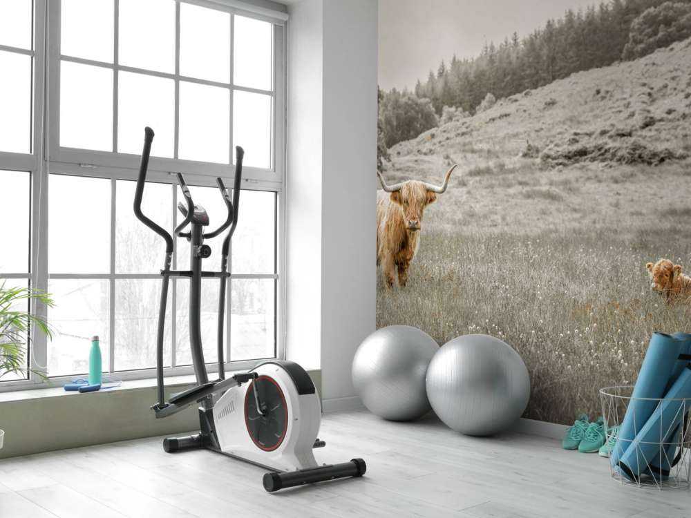 Szkocki wyżyn z cielakiem