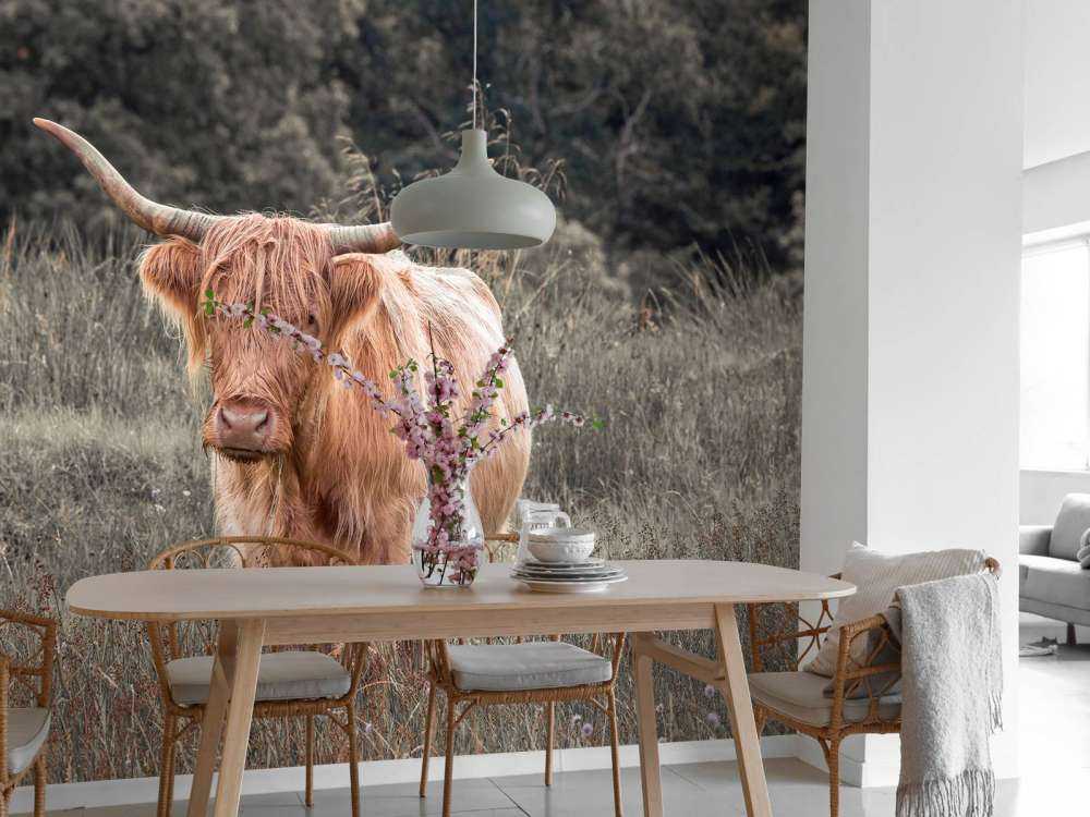 Szkocki wyżyn na polu