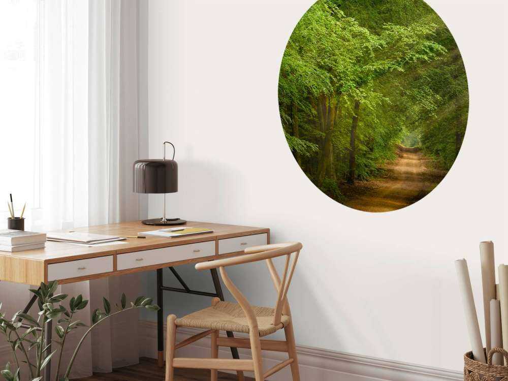 Ropucha w lesie z promieniami słońca