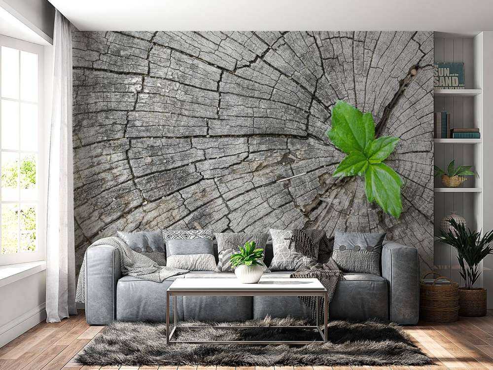 Średnica pnia drzewa 