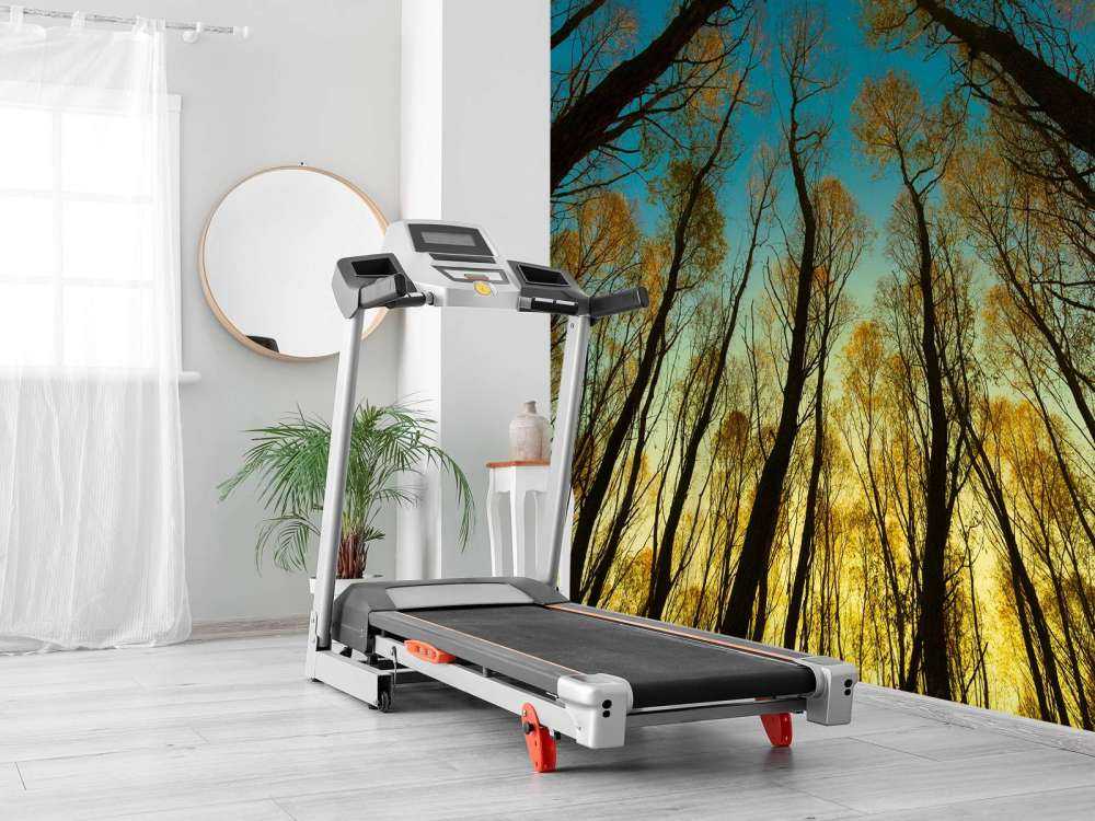 Wschód słońca między wysokimi drzewami