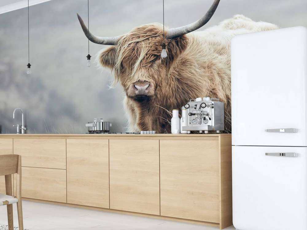 Szkocka rasa wyżynna w przyrodzie