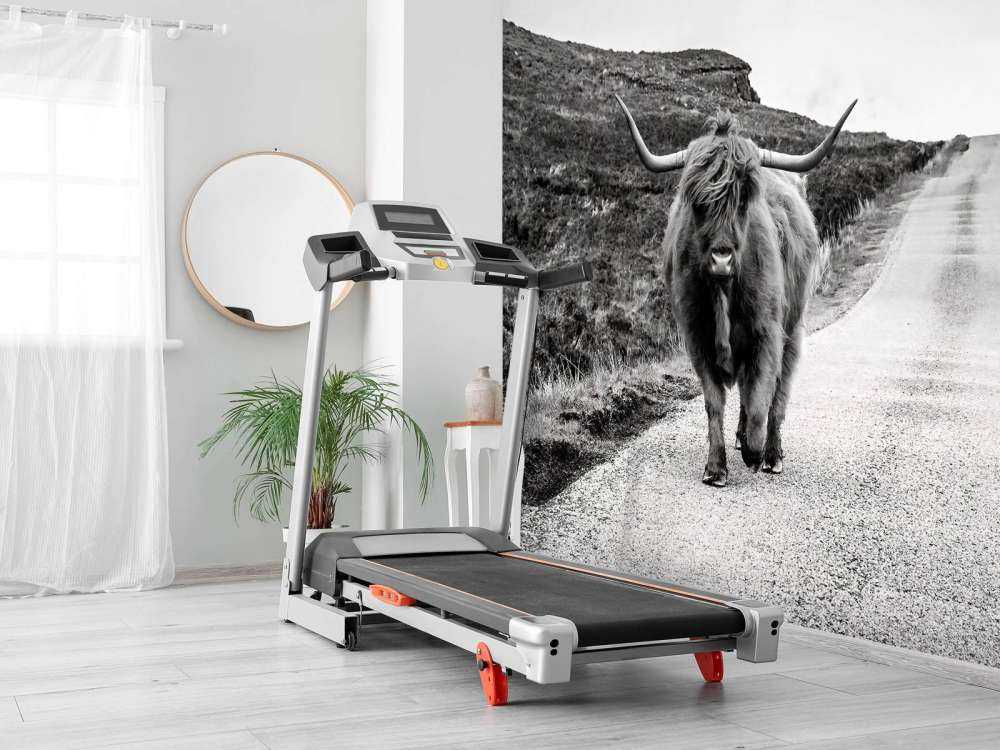 Szkocka rasa wyżynna na drodze