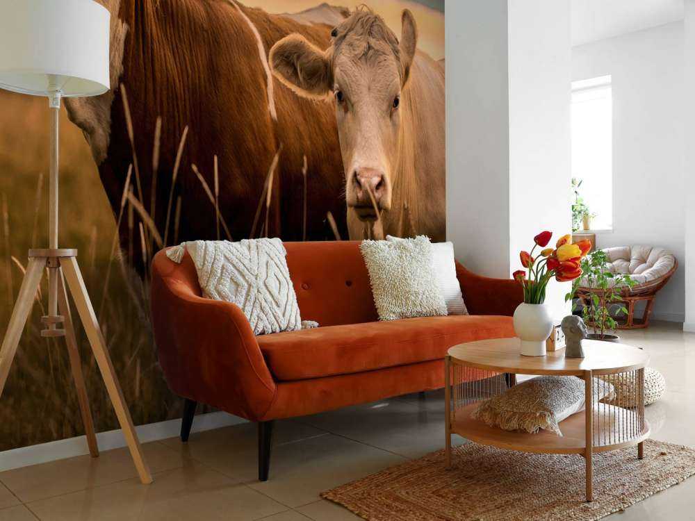 Krowy w wieczornym słońcu