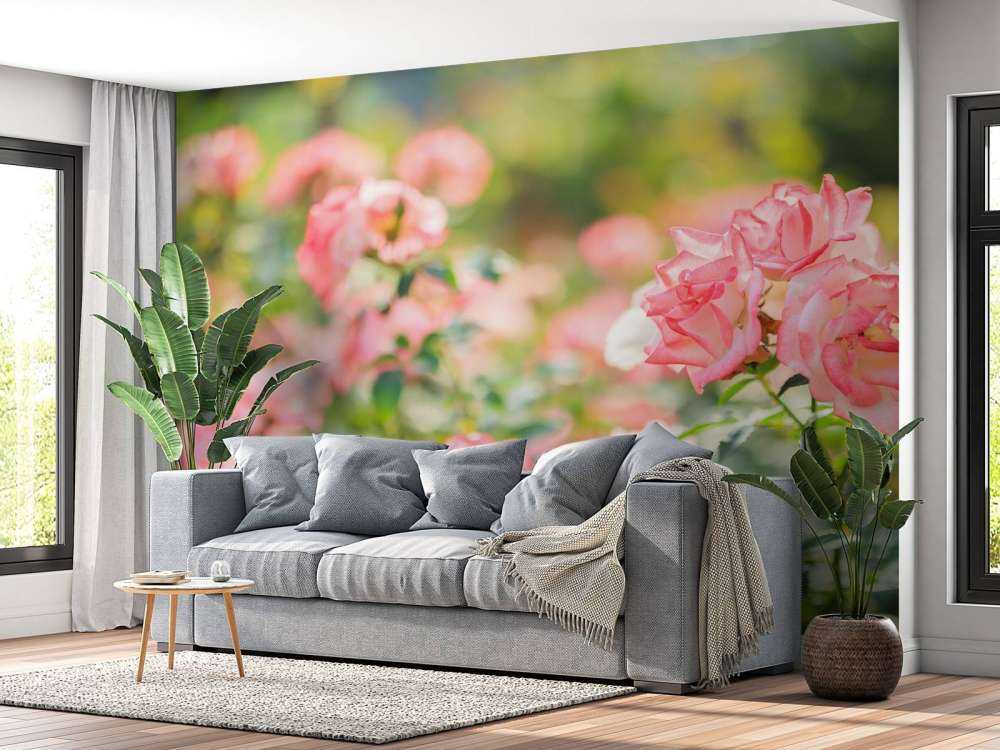 Jasnoróżowy krzew róży