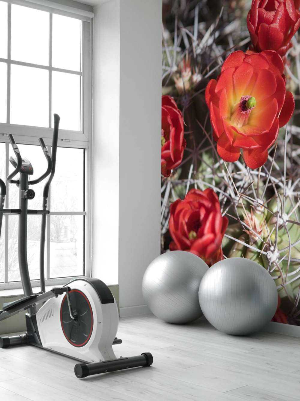 Czerwone kwiaty kaktusa