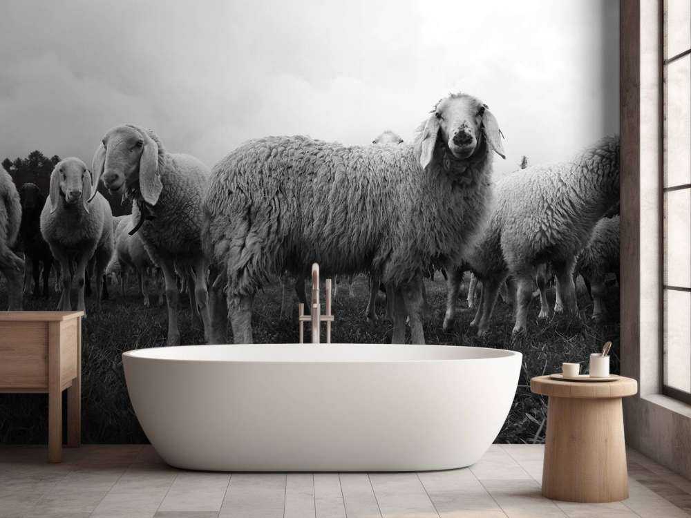 Stado owiec w czerni i bieli