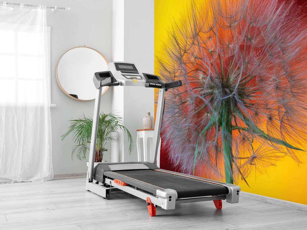 Zbliżenie na mniszka lekarskiego