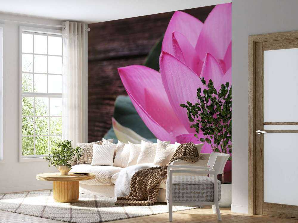 Zbliżenie różowy lotos