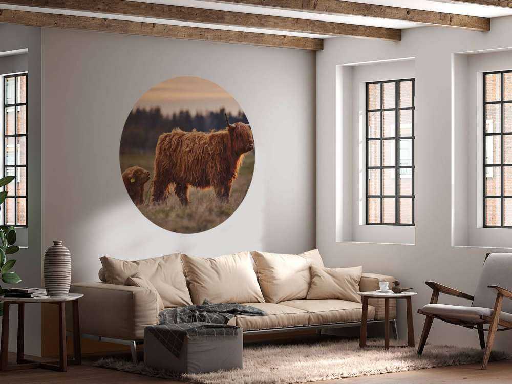 Szkockie wyżyny na łące