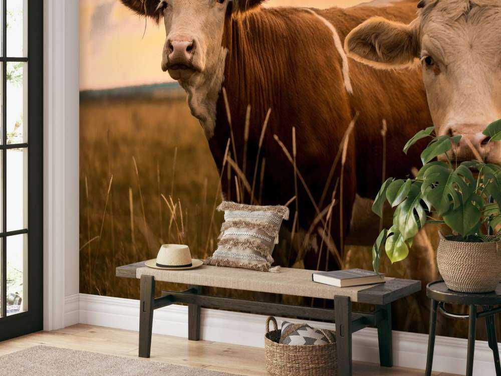 Krowy w wieczornym słońcu