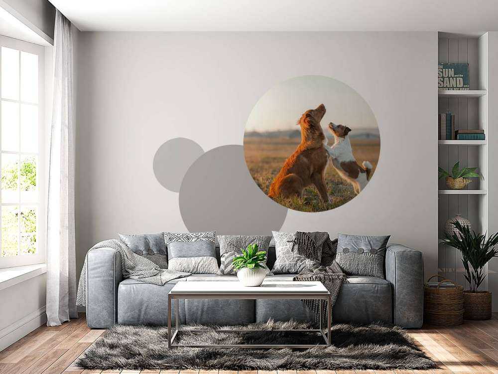 Psy patrzące w górę