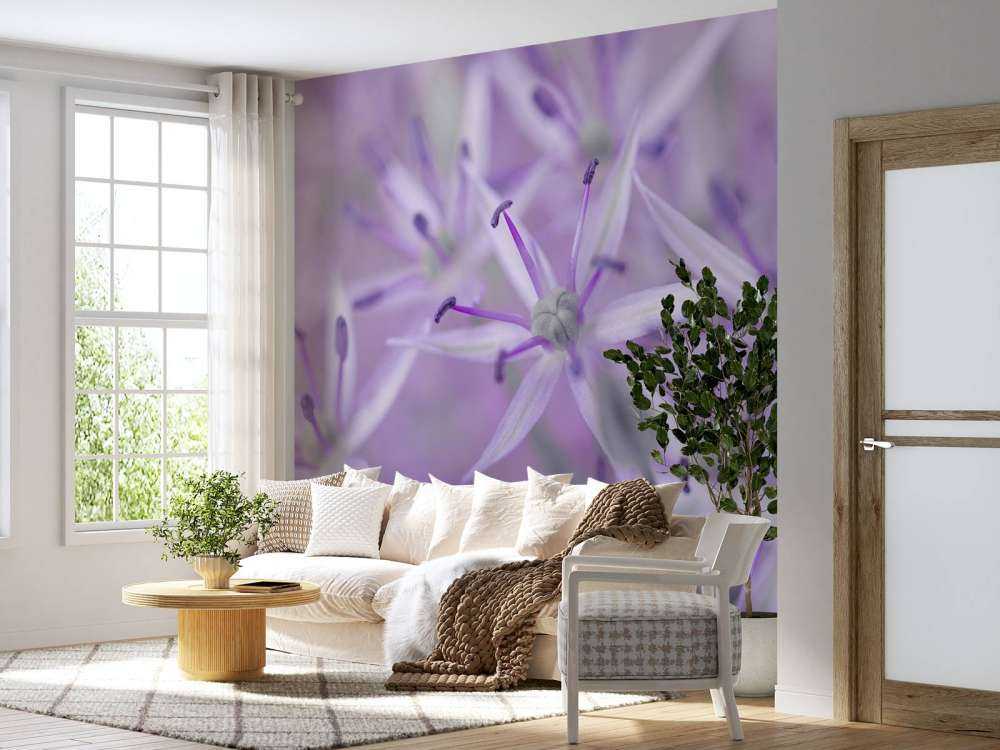 Fioletowe kwiaty allium