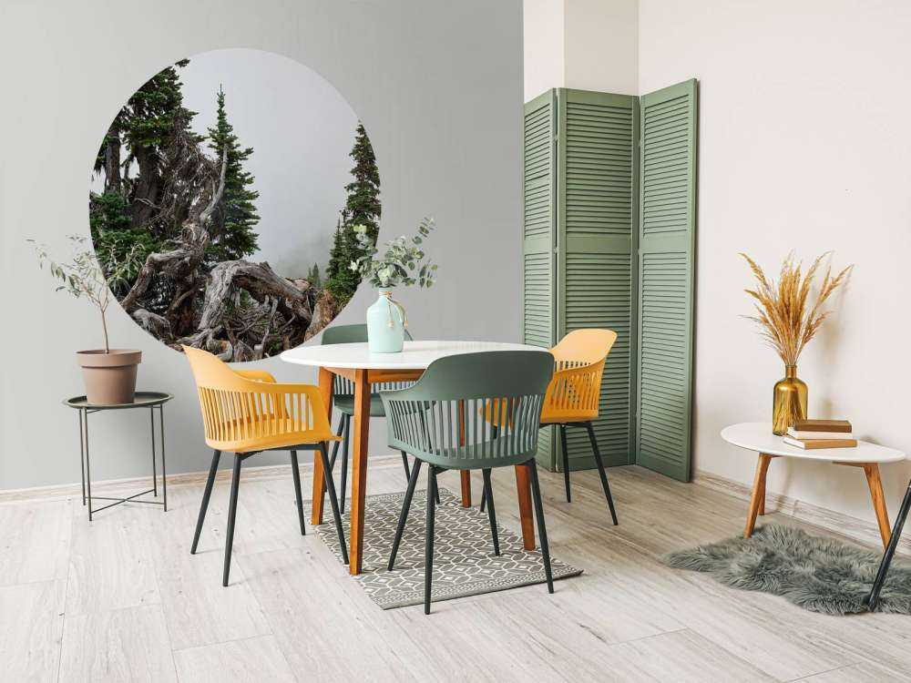 Drzewa i stare drzewa 