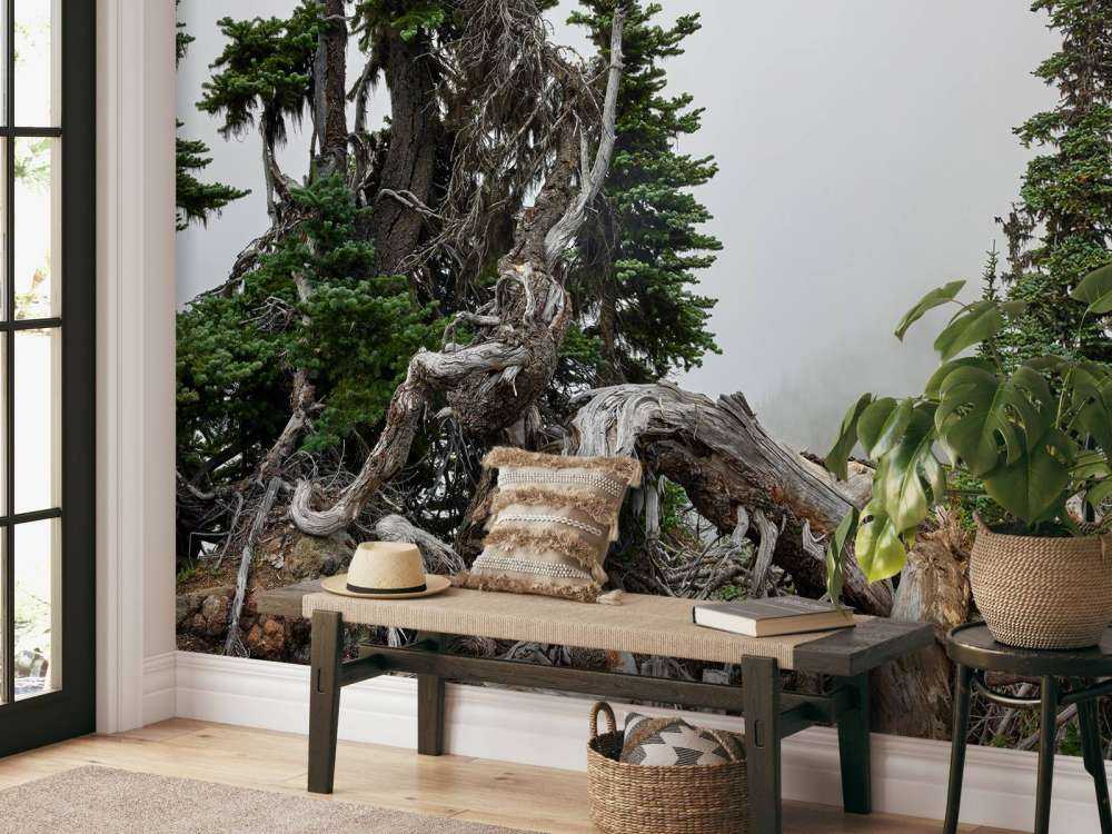 Drzewa i stare drzewa 