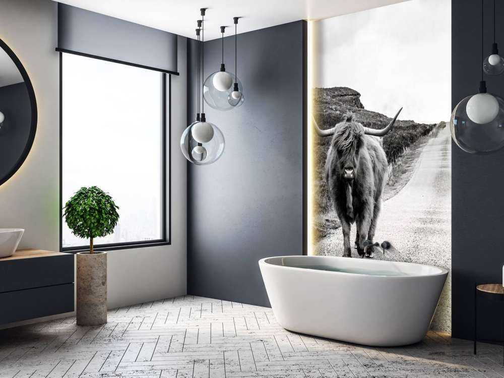 Szkocka rasa wyżynna na drodze