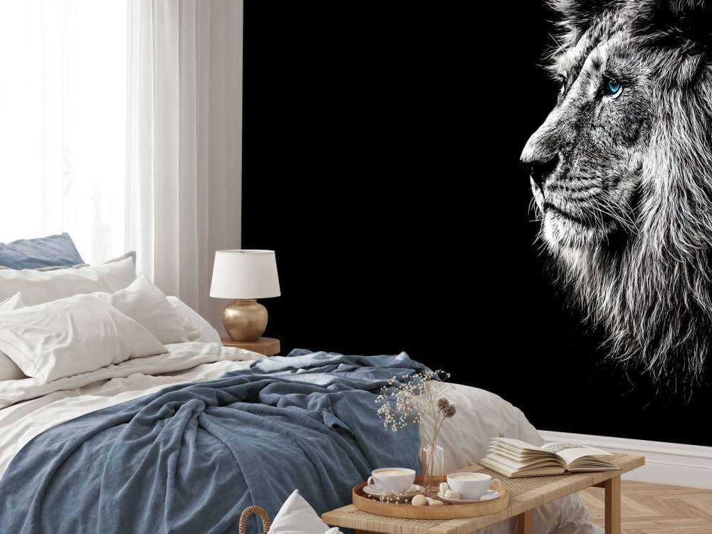 Lew z niebieskimi oczami