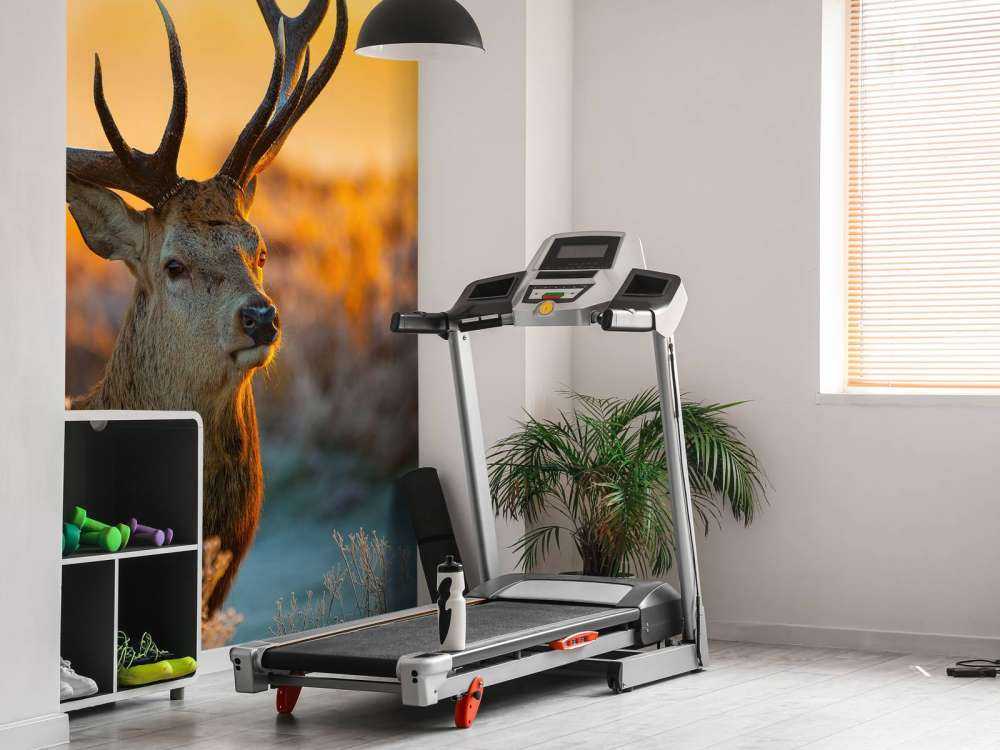 Jeleń w rezerwacie przyrody