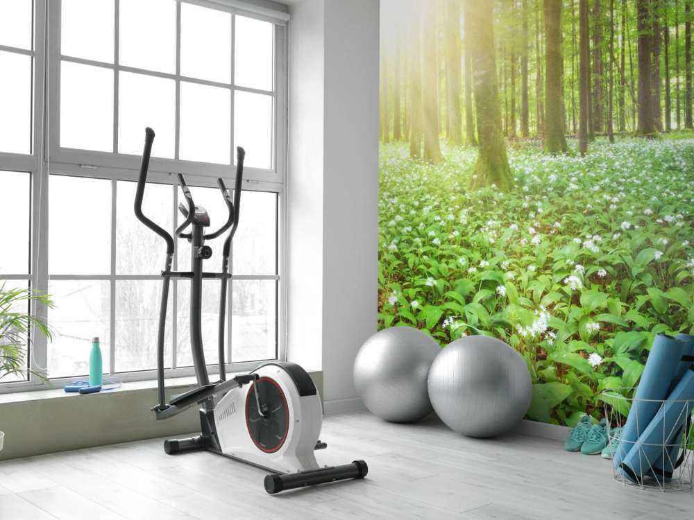 Dziki las o wschodzie słońca