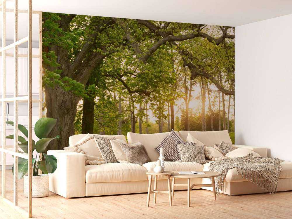 Otwarta przestrzeń w lesie