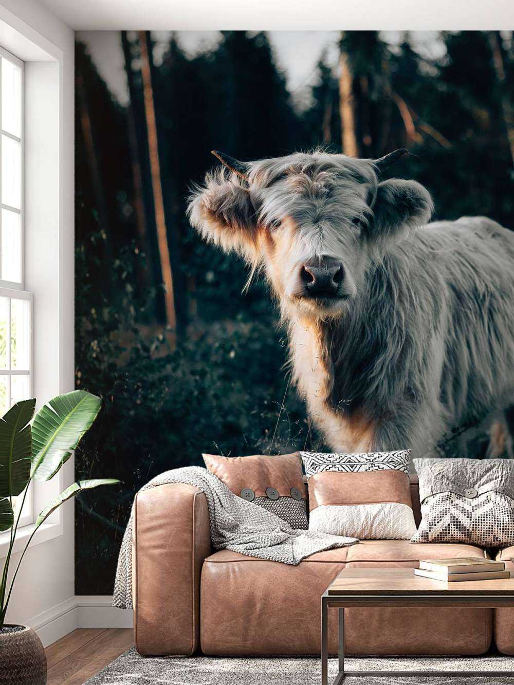 Góral szkocki młode